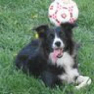 Meet your Posher, Susan